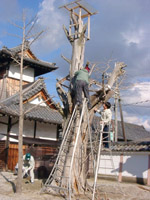 奈良県田原本町　浄照寺境内／大イチョウの木の治療