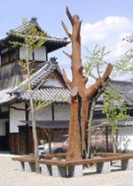 奈良県田原本町 浄照寺境内/大イチョウの木の治療